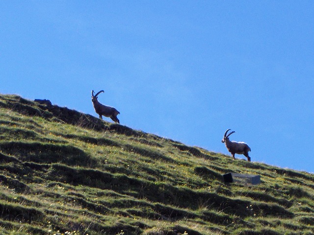 ABITANTI DELLA VALSAVARENCHE , PARCO NAZIONALE GRAN PARADISO